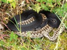 Zmije obecná (Vipera berus). Objevuje se tu i její černá forma. Foto J. Levý