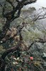 Horský mlžný les s pěnišníky  (Rhododendron) na hoře Trus Madi v Sabahu. Foto M. Dančák
