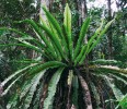 Nápadná epifytní kapradina sleziník hnízdovitý (Asplenium nidus)  připomíná svým vzhledem ptačí hnízdo.  Apokayan, Kalimantan. Foto M. Dančák