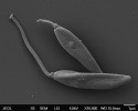 Jednohostitelský trypanosomatid Blastocrithidia nonstop. Snímek ze skenovacího elektronového mikroskopu. Foto M. Tesařová