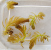 Klíčící turiony stolístku přeslenitého (Myriophyllum verticillatum) po přezimování ve venkovní nádrži před zahájením nového růstu (29. března 2019). Foto L. Adamec