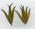 Klíčící  turiony vzplývalky tolijolisté (Caldesia parnassifolia). Foto L. Adamec