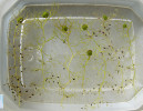 Nepravidelně kulovité turiony bublinatky menší (Utricularia minor), velké 1–4 mm. Foto L. Adamec