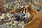 Kresba na hlavě tygra (Panthera tigris) umožňuje přesnou identifikaci jedinců. Foto J. Suchomel, národní park Ranthambore (Rádžasthán), duben 2015
