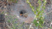 Horizontální plachetka s tunelovitým úkrytem pokoutníka nálevkovitého  (Agelena labyrinthica). Foto P. Golder