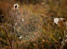 Kruhová síť křižáka rodu Araneus. Křižáci na vlákna nanášejí lepivé kapky. Foto F. Samu
