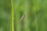Kruhová síť čelistnatek rodu Tetragnatha nemá na rozdíl od křižáků zapředený střed. Foto J. K. Linsley
