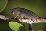 Krasec hnědý (Perotis lugubris) patří  k druhům, které byly u nás považovány za vyhynulé. Kdysi ho označovali  za škůdce meruněk. V r. 1935 se na kopci Výhon nad Židlochovicemi rozmnožil tak, že s ním krmili slepice. Na stejném kopci byl nalezen i v r. 2016. Z druhu regionálně vymizelého se stal kriticky ohroženým. Jeho situace se však příliš nezměnila. Jde o poslední známý zbytek podstatně většího rozšíření na jižní Moravě, odkud v 19. století zasahoval  až do Slezska. Nález je potěšující,  ale přežívající populace zjevně malá. Foto L. Čížek