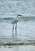 Volavka západní (Egretta gularis schistacea) z východní Afriky a jihu Arabského poloostrova se velmi podobá volavce stříbřité (E. garzetta), mezi  jejíž poddruhy byla v minulosti řazena a která vzácně hnízdí i na našem území. Foto J. Valenta
