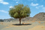 Stálezelený trnitý strom Balanites aegyptiaca (kacibovité – Zygophyllaceae) patří k nejběžnějším zástupcům zdejší flóry. Foto J. Valenta