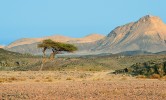 Solitérní akácie zkroucená (Vachellia tortilis) z čeledi bobovitých (Fabaceae) v kontrastu s hornatou pouštní  krajinou – typický obrázek NP Wadi  El Gemal. Foto J. Valenta
