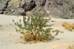 Calotropis procera (toješťovité –  Apocynaceae) jako keř či malý strom  při poranění vylučuje hustě mléčnou  šťávu, která může při kontaktu s očima způsobit vážné poškození až oslepnutí. Foto J. Valenta