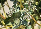 Detail květů a listů toješťovité rostliny Calotropis procera. Foto J. Valenta
