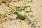Kolokvinta obecná (Citrullus colocynthis) z čeledi tykvovitých (Cucurbitaceae) má nejedlé plody se širokým  uplatněním v humánní i veterinární medicíně. Foto J. Valenta