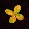 Vlaštovičník větší  (Chelidonium majus) ve viditelné části spektra. Foto P. Pecháček