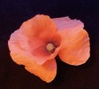 Mák vlčí (Papaver rhoeas) ve viditelné části spektra. Foto P. Pecháček