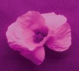 Mák vlčí (Papaver rhoeas) v ultrafialové části spektra. Foto P. Pecháček