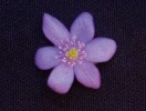 Jaterník podléška (Hepatica nobilis) ve viditelné části spektra. Foto P. Pecháček