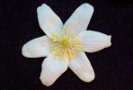 Sasanka hajní (Anemone nemorosa) ve viditelné části spektra. Foto P. Pecháček