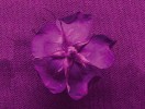 Růže šípková (Rosa canina).  Při pohledu zespodu absorbuje  znatelně méně UV paprsků než shora. Foto P. Pecháček