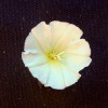 Opletník plotní (Calystegia sepium), fotografie ve viditelné části spektra. Foto P. Pecháček