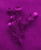 Úbor heřmánku terčovitého (Matricaria discoidea) v UV spektru. Foto P. Pecháček