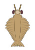 Rekonstrukce radiodonta Anomalocaris canadiensis z burgesských břidlic (kambrium, Kanada). Podobný rod Lyrarapax z naleziště Čcheng-ťiang byl menší, měl jinak utvářené přední končetiny a delší ploutvičky v přední části těla. Upraveno podle A. C. Daley a G. Edgecombe (2014), orig. L. Laibl