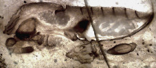 Trigonotarbid rodu Palaeocharinus z rohovců z okolí Rhynie ve Skotsku.  Trigonotarbidi jsou pavoukovci s článkovaným zadečkem, obývající suchozemské ekosystémy od siluru do permu. Jedinec o délce asi 4 mm má zachovalá klepítka i makadla a představoval terestrického predátora. Fotografii laskavě poskytl  R. J. Garwood (Dunlop a Garwood 2018).