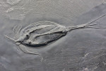 Phyllocaridní členovec rodu Nahecaris z hunsrückých břidlic v Porýní-Falci (Německo). Nahecaris zřejmě volně  plaval v blízkosti mořského dna,  do kterého se mohl občas zahrabávat  při hledání potravy podobně jako jeho dnešní příbuzný rod Nebalia. Exemplář je dlouhý zhruba 12 cm. Ze sbírek Hunsrück Fossilienmuseum Bundenbach. Foto L. Laibl