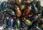 Střevlík Scheidlerův (Carabus scheidleri) patří s velikostí 27–30 mm k relativně velkým druhům  střevlíkovitých brouků. Vyznačuje se velmi  variabilním zbarvením s tóny přecházejícími  od červené po modrou. Na obr. je početný  vzorek z jediné zemní pasti z vrcholu jeho  sezonní aktivity,  která spadá na začátek léta. V Maďarsku jde převážně o lesní druh,  v jiných částech  svého areálu včetně  České republiky  se hojně vyskytuje také na polích, úhorech a loukách.  Foto J. Růžičková