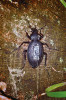Samice střevlíka kožitého (Carabus coriaceus) s přilepenou vysílačkou o hmotnosti 0,29 g. Foto Z. Elek