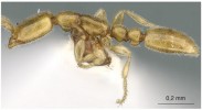 Dělnice Leptanilla boltoni z Ghany (Leptanillinae). Foto W. Ericson (se svolením z www.AntWeb.org)
