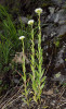 Huseník sudetský (Arabis sudetica)  je ve Velké kotlině nejhojnější na Podpěrově skále a Suzově stěně, kde do fylitů častěji pronikly křemen-karbonátové žíly. Foto L. Bureš