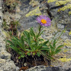 Ve Velké kotlině už notně vzácná hvězdnice alpská (Aster alpinus) roste  ve Vitáskově rokli na vápnitých fylitech nebo v dosahu křemen-karbonátových žil. Foto L. Bureš