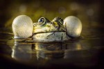 Nafoukaný skokan.  Skokan zelený (Pelophylax esculentus) v zapadajícím slunci. Foto M. Dobeš, Ústav jaderné fyziky. Cena Akademické rady