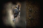 Strach. Vlk obecný (Canis lupus) vyfotografovaný v Návštěvnickém centru Srní na Šumavě. Snímek ze soutěže Věda fotogenická popularizující dění v Akademii věd České republiky formou fotografií buď přímo spojených s výzkumem, nebo týkajících se vědců a vědkyň na pracovištích Akademie věd. Foto M. Dobeš, Ústav jaderné fyziky AV ČR, 2. místo v kategorii Vědci a jejich hobby
