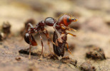 Predátorství brouků. Foto P. O. Hoenle, Biologické centrum. Hlavní kategorie (3. místo)