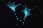Těšilo mě. Foto B. Veselá,  Ústav živočišné fyziologie a genetiky. Cena Akademické rady AV ČR