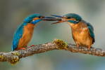 Dárek pro nevěstu. Jaro je pro ledňáčky říční (Alcedo atthis) obdobím lásky. Jedním z typických námluvních rituálů je krmení samiček rybkami či jinými vodními organismy, které jim samečci předávají přímo do otevřeného zobáku. Podařilo se mi tento okamžik zachytit právě ve chvíli, kdy sameček přiletěl s dnes již poměrně vzácnou rybou charakteristickou především pro čisté pstruhové vody – vrankou obecnou (Cottus gobio). Jejím přijetím samička vyjádřila, že je připravena k páření a populace ledňáčka se tak za dva měsíce rozrostla o pět nových jedinců. Foto V. Bystřický (1. místo, Vědecká fotografie)