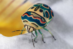 Picassova ploštice. Štítovka Sphaerocoris annulus získala díky svému zbarvení příznačné anglické označení Picasso bug. Je rozšířena ve značné části subsaharské Afriky a její výrazné barevné vzory slouží jako varování predátorům. Podobně jako jiné ploštice vylučuje tato štítovka zapáchající sekret. Foto P. Šípek (3. místo, Vědecká fotografie)