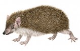 Ilustrace malých až středně velkých savců – zde madagaskarský bodlín  Telfairův (Echinops telfairi) – vznikly pro diplomovou práci P. Polákové z katedry zoologie týkající se hodnocení krásy zvířat. Digitální kresba v programu Photoshop. Orig. M. Nacházelová (2. místo, Ilustrace)
