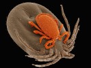 Ixodes in flagranti. Dospělí samci klíštěte obecného (I. ricinus) sice nesají krev, přesto je často najdeme na hostiteli, kam jsou lákáni vidinou setkání s partnerkami pro páření. Před samotným  spojením samec nejprve přečerpá své pohlavní buňky do „rypáčku“ (hypostomu), který během aktu zanoří do pohlavního otvoru samičky. Foto J. Bulantová (1. místo, Vědecká mikrofotografie)