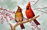 Ptáci USA. Ukázka ze série ilustrací vybraných druhů ptáků Severní Ameriky kreslených pro společnost Brass Reminders. Na obr. kardinál červený (Cardinalis cardinalis). Digitální kresba v programu Photoshop. Orig. M. Nacházelová  (1. místo, Vědecká ilustrace)