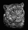 Levhart sněžný neboli irbis (Panthera uncia) – ohrožená šelma obývající vysokohorské oblasti Střední Asie. Ilustrace je vyškrábána na „scratchboard“ – do bílé kaolínové tabulky pokryté indickým inkoustem. Orig. M. Nacházelová (PřF UK v Praze); Vědecká ilustrace
