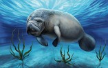Vodní prostředí nabízí domov mnoha živočišným skupinám. Na ilustraci je znázorněn druh kapustňák širokonosý (Trichechus manatus). Digitální kresba v programu Photoshop. Orig. M. Nacházelová (1. místo, Objevitelská)