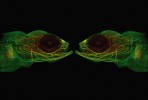 The Mirror. Štika obecná (Esox lucius) patří mezi nejznámější predátory sladkovodního prostředí. O jejím raném vývoji nicméně není dosud známo téměř nic. V rámci výzkumu průběhu ontogeneze byly pomocí protilátky detekovány vyvíjející se nervy, jež jsou představeny na této fotografii u jedince starého 26 dní. Výsledný snímek byl získán pomocí konfokálního mikroskopu – teplejší barvy značí povrchové nervy a chladnější naopak ty uložené hlouběji. Foto J. Štundl (1. místo, Vědecká mikrofotografie). Podpořeno grantem Národního muzea P15/01/G-ŠT