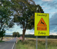 Reintrodukovaní volně žijící zubři v Polsku se přes den zpravidla skrývají v lesích. Na jejich přítomnost upozorňují dopravní značky. Tuczno, Polsko. Foto D. Żurawski (2026)