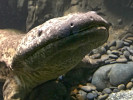 Velemlok čínský (Andrias davidianus) v zoologické zahradě v Pekingu. Foto I. Rehák