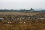 Švédsko, oblast jezera Hornborga. Početná hejna jeřába popelavého (Grus grus) se zde shromažďují počátkem jara,  na tahové zastávce při návratu ze zimoviště a před další cestou na hnízdiště. Foto Z. Souček