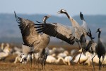 Jeřáb popelavý  (Grus grus) na jarním  shromaždišti u jezera Hornborga (Švédsko), využívaném jako tahová zastávka při návratu  na skandinávská  hnízdiště. Taneční  rituály upevňují vztahy uvnitř celoživotního  páru i jeřábí komunity. V pozadí labutě zpěvné (Cygnus cygnus). Foto Z. Souček